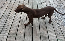 American Bull Staffy dogs for sale: Rio - a beautiful caramel coloured girl.  - Image 8