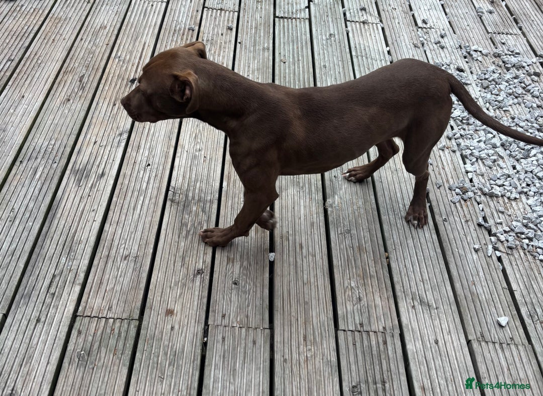 American Bull Staffy dogs for sale: Rio - a beautiful caramel coloured girl.  - Image 8