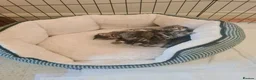 Bengal cats for sale: Kittens x bengal  - Advert 2