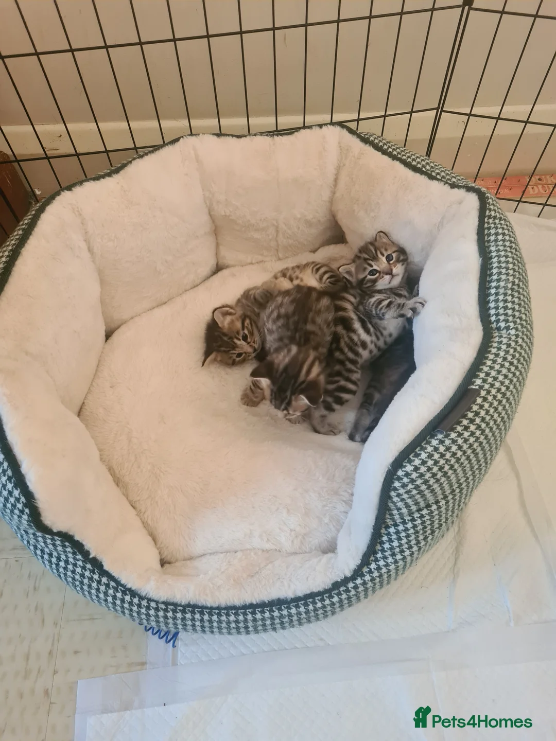 Bengal cats for sale: Kittens x bengal  - Advert 2