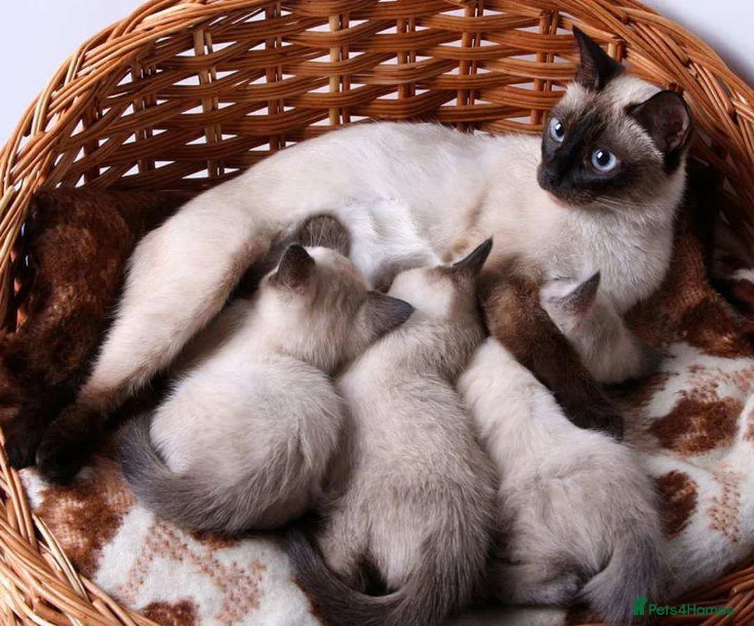 Siamese cats for sale: Two Blue-Eyed Whiskered Wonders siamese kittens - Advert 1