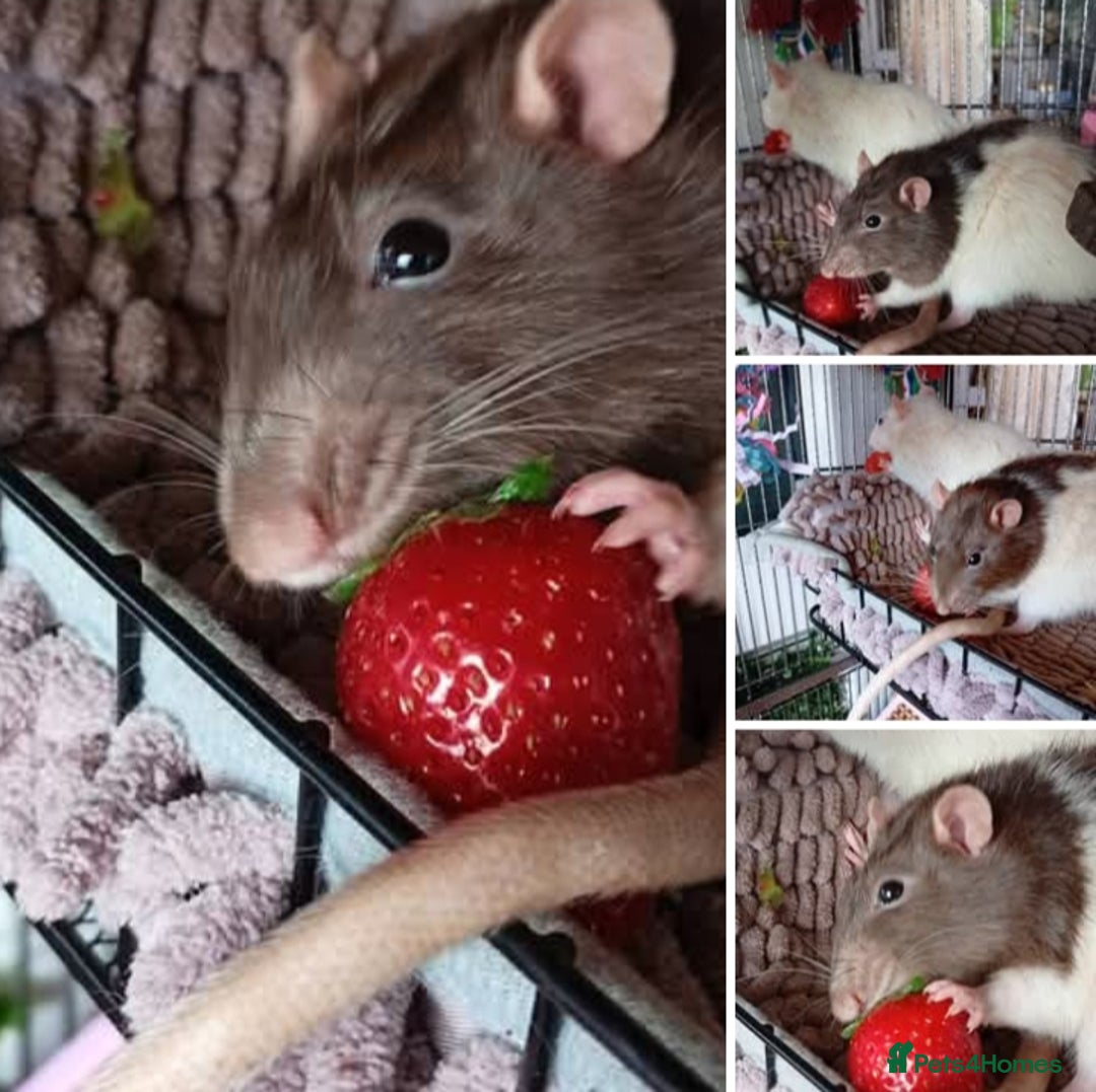 Ringnecks birds for sale: Male rats white and white and brown  - Image 1