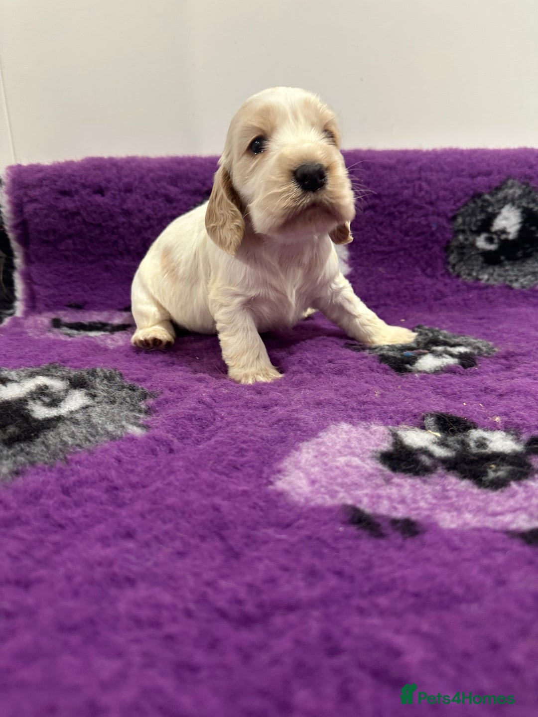 Cocker Spaniel dogs for sale: 4 Show Type Cocker Spaniel Puppy’s 🐶 - Advert 12