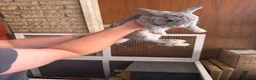 Dwarf Lop rabbits for sale: Mini lops for sale  in Manchester - Advert 4