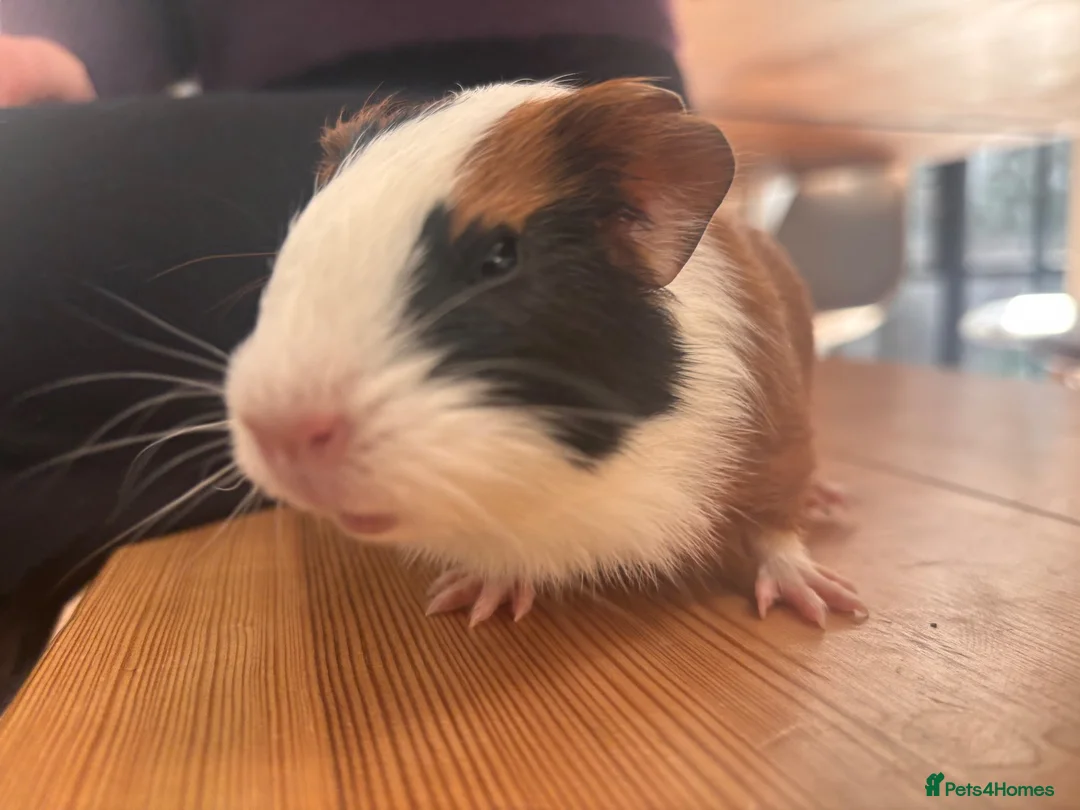 Guinea Pig rodents for sale:  Gorgeous Baby Guinea Pigs - Advert 7