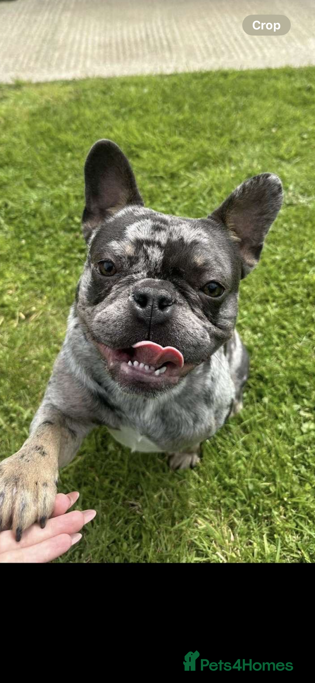 French Bulldog dogs for sale: French Bulldog Male for Rehome - Advert 1