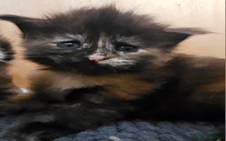 Maine Coon cats for sale: Tica Reg Maine Coon babies, Ready in December - Image 3