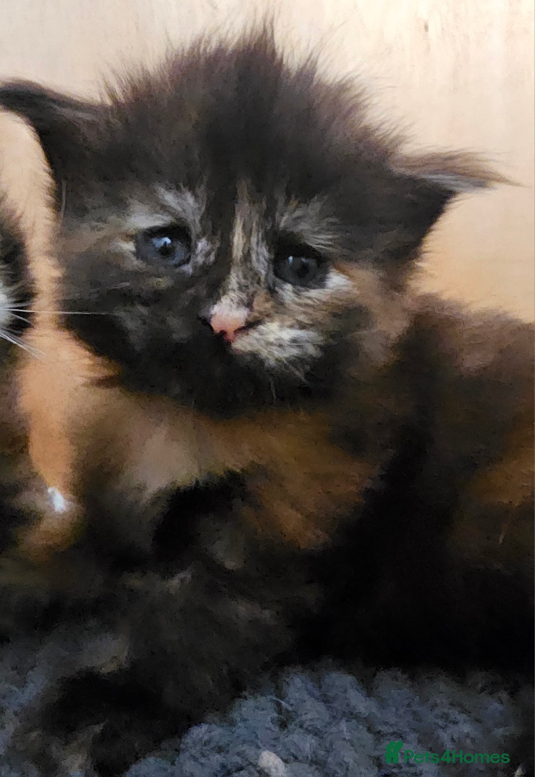Maine Coon cats for sale: Tica Reg Maine Coon babies, Ready in December - Image 3