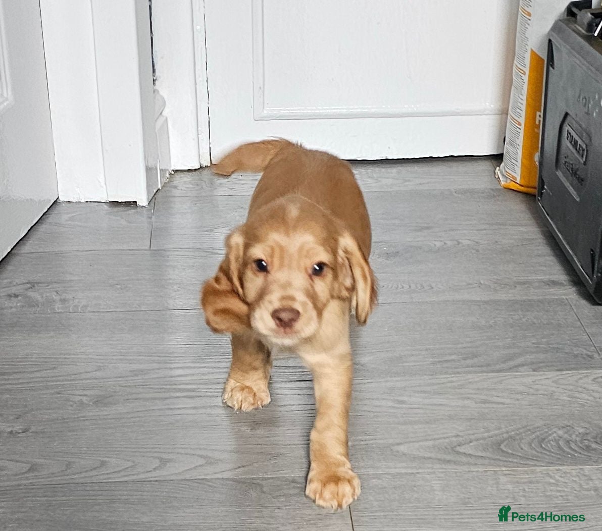 Cocker Spaniel dogs  1 red boy ready to leave kc reg working cocker - Advert 5