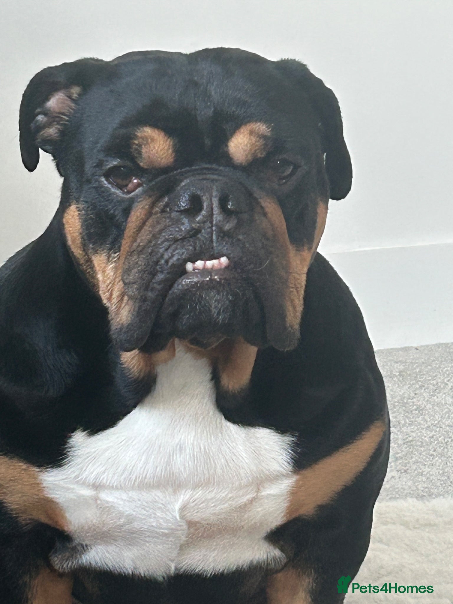 English Bulldog dogs Black and tan female bulldog  - Advert 1