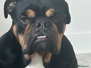 English Bulldog dogs Black and tan female bulldog - Advert 3