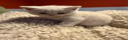 British Shorthair cats for sale: Rare Lilac, Cream & Blue Bicolour BSH kittens - Advert 5