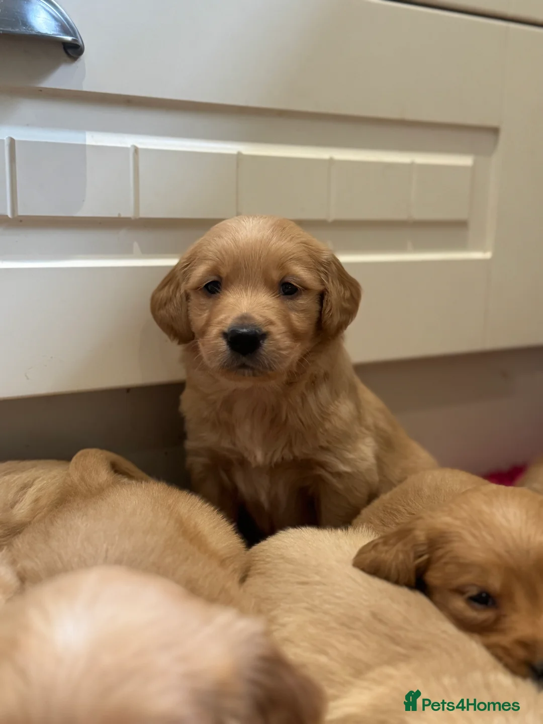 Golden Retriever dogs for sale: Exceptional health tested golden retrievers  - Advert 16