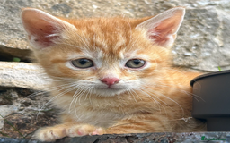 Mixed Breed cats for sale: Pure Ginger GIRLS - Image 9
