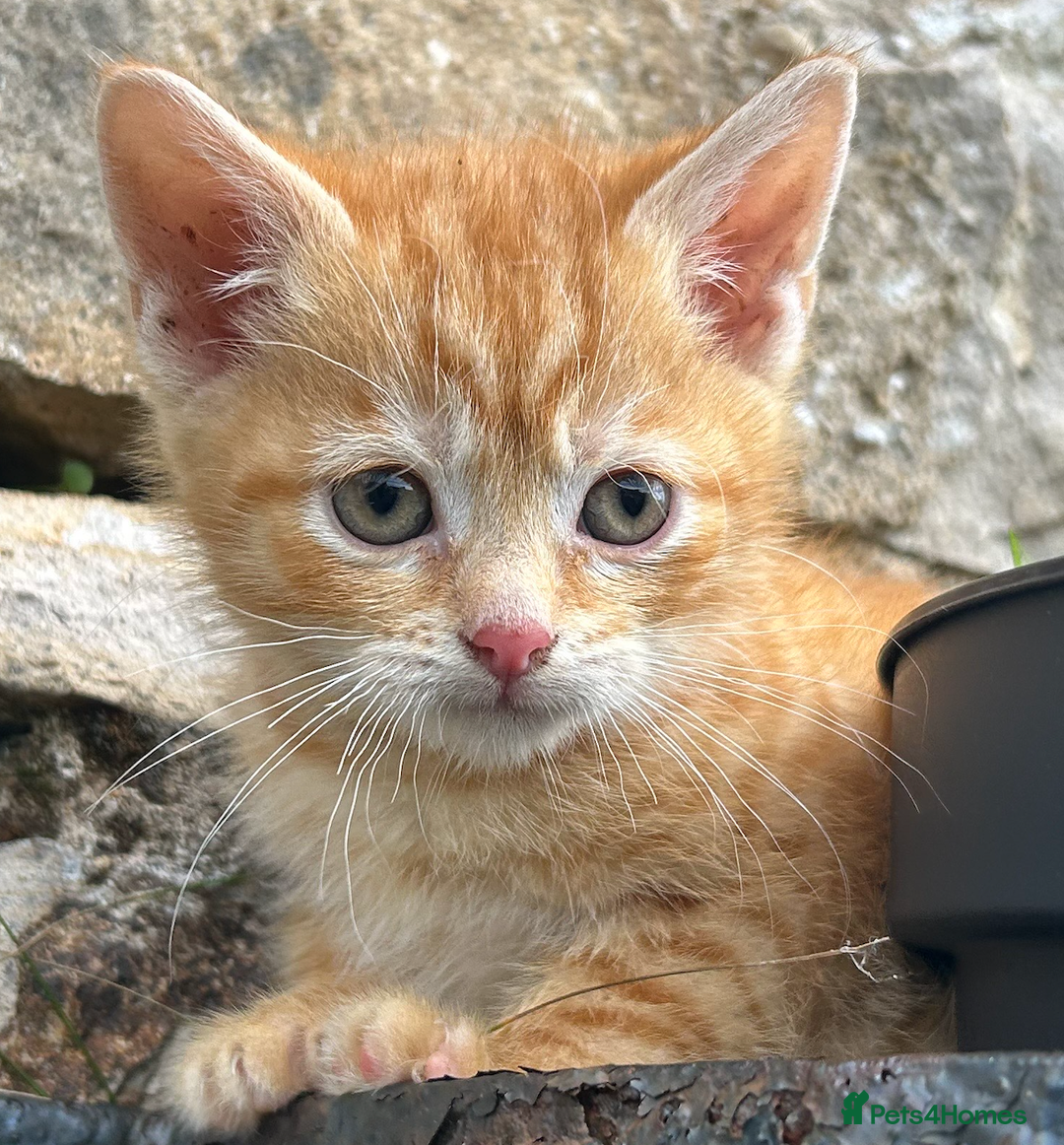 Mixed Breed cats for sale: Pure Ginger GIRLS - Image 9