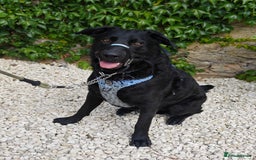 Mixed Breed dogs for adoption: Rocco - Image 2