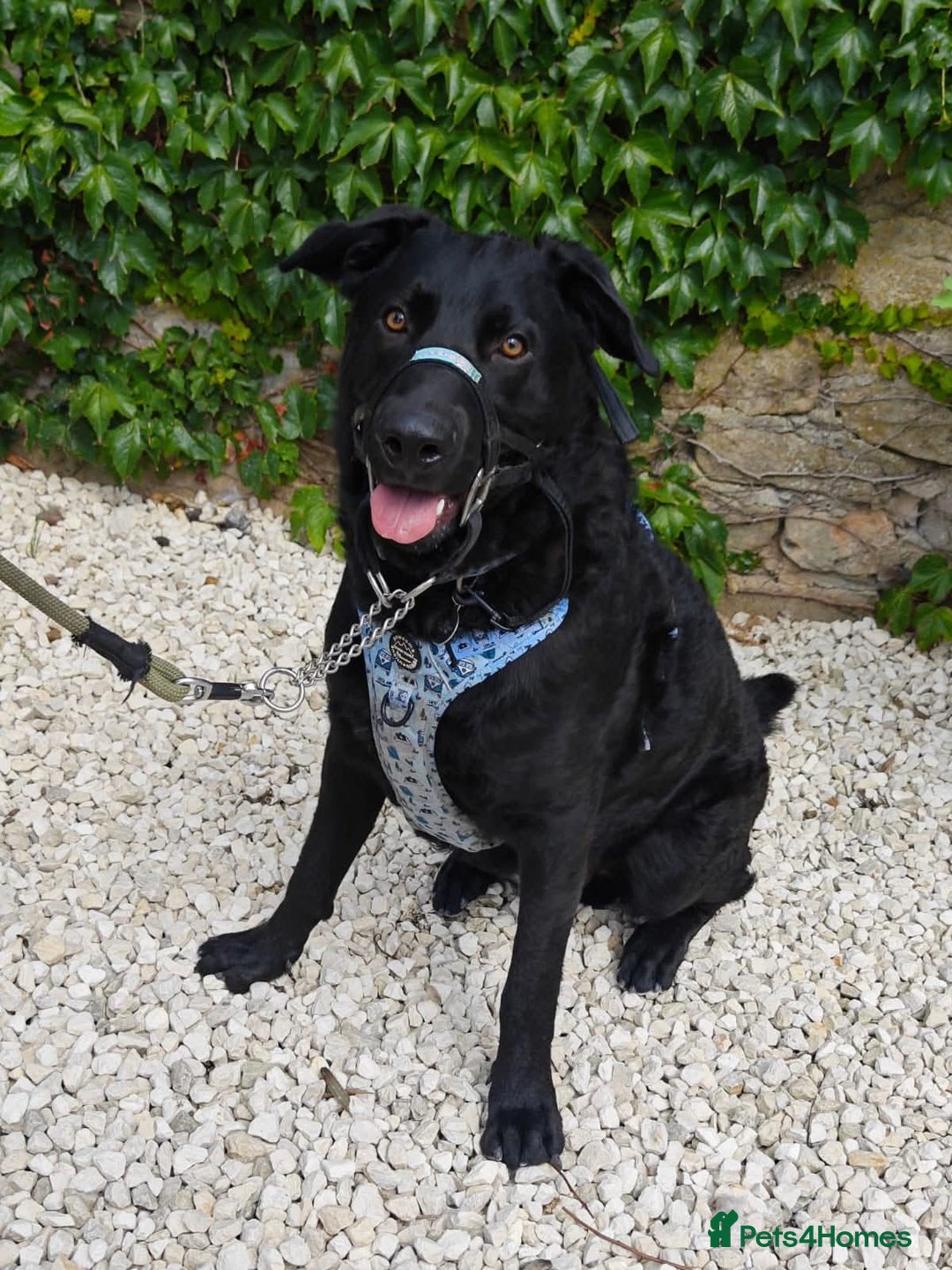 Mixed Breed dogs for adoption: Rocco - Image 2