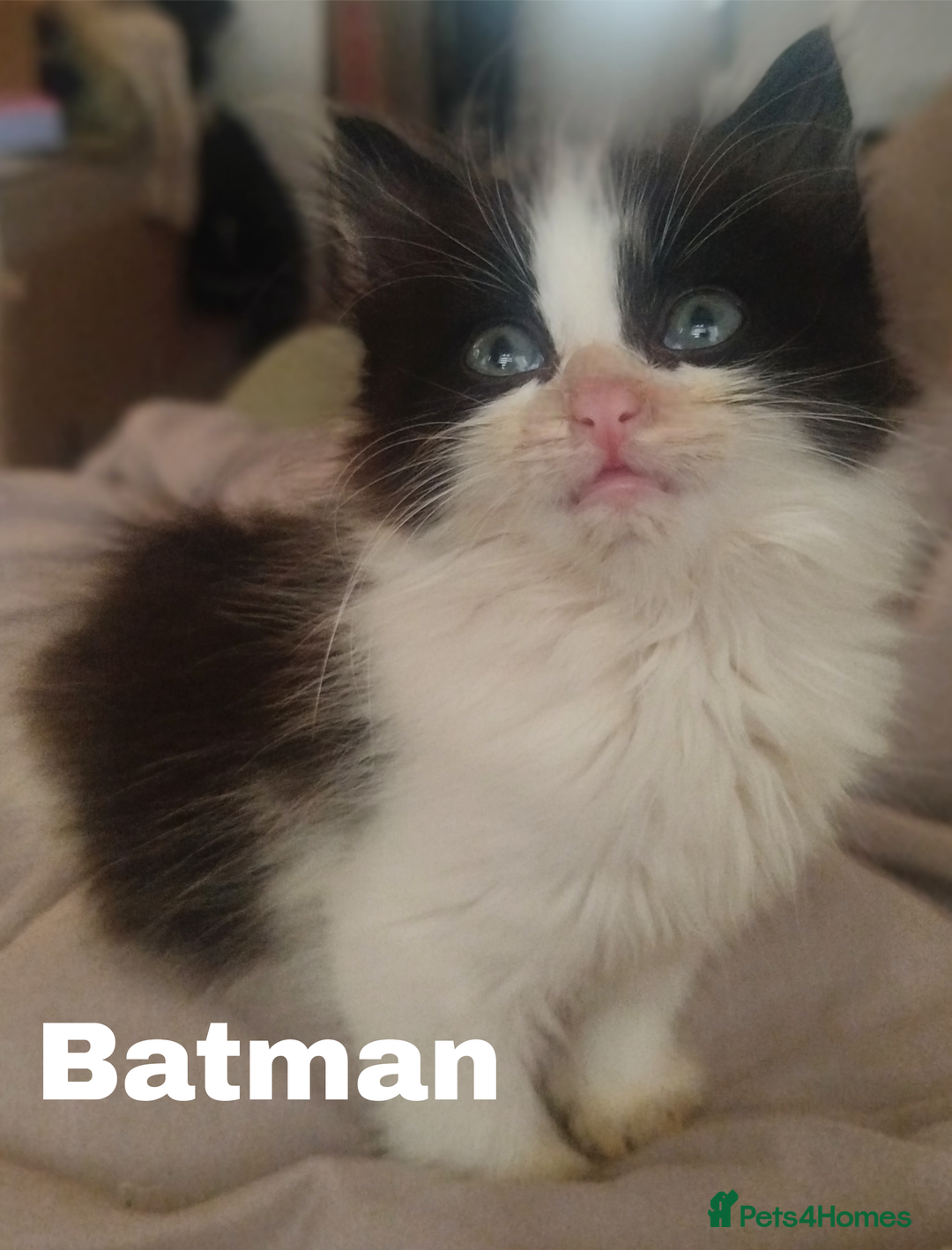 Mixed Breed cats for sale: Batman, Robin and Princess Noodle - Advert 3