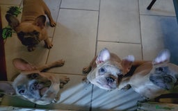 French Bulldog dogs for sale: Full vaccination only 2 available french bulldog in Hayes - Image 30