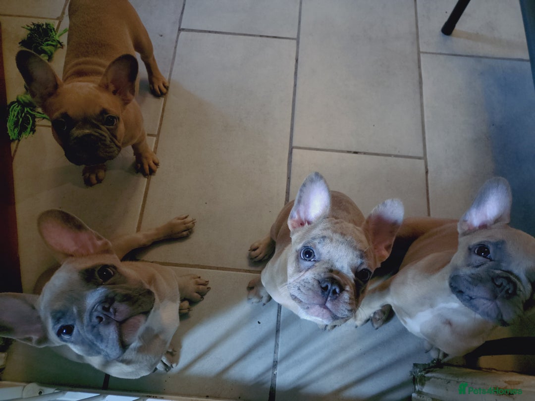 French Bulldog dogs for sale: Full vaccination only 2 available french bulldog in Hayes - Image 30