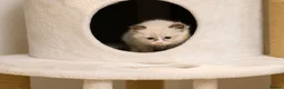 Ragdoll cats for sale: Blue Point Ragdolls | Celestial Litter - Advert 20