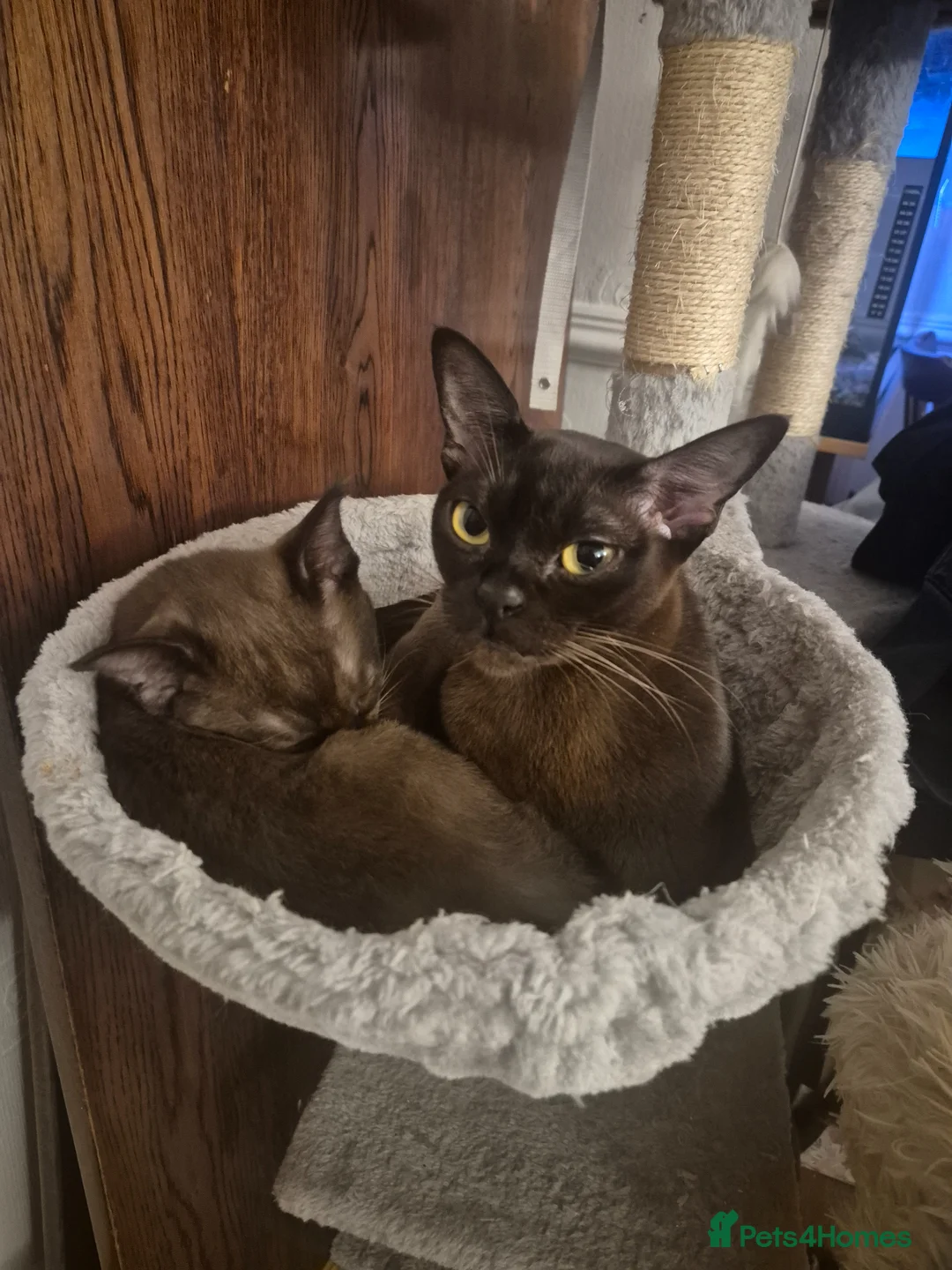 Burmese cats for sale: Tiny Diva with a Big Personality 😸  - Advert 1