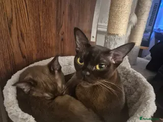 Burmese cats Tiny Diva with a Big Personality 😸 - Advert 11