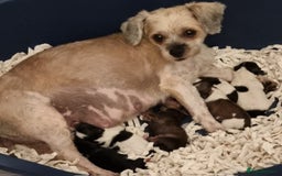 Shihpoo dogs for sale: Adorable little Shihpoo's, sold fully vaccinated - Image 40