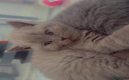 British Shorthair cats for sale: British Shorthair Kittens - Image 23