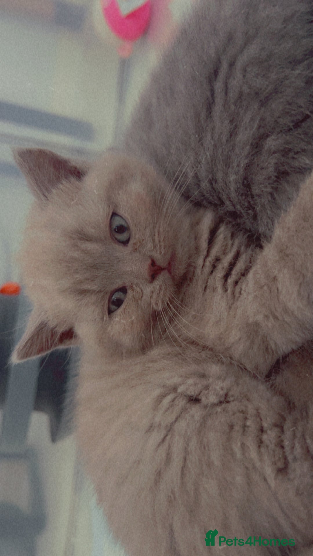 British Shorthair cats for sale: British Shorthair Kittens - Image 23