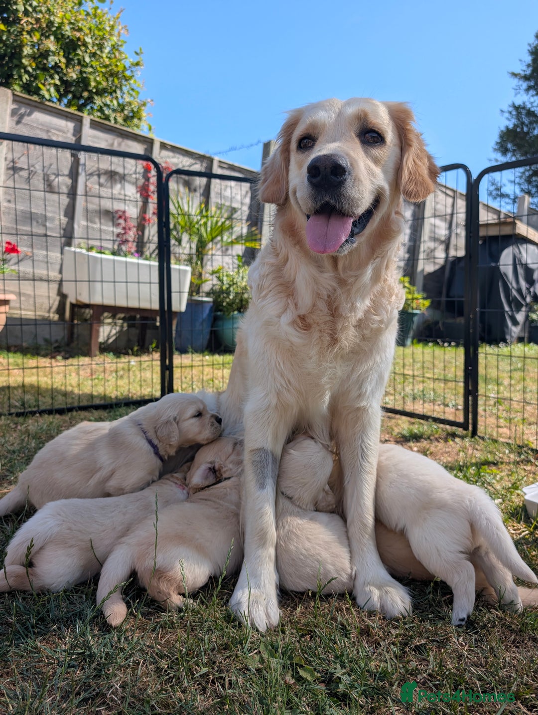Golden Retriever dogs for sale: 7 Gorgeous Golden Retriever Puppies 🥰 - Image 9