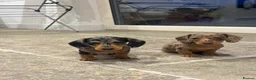 Miniature Dachshund dogs for sale: 2 stunning dapple miniature dachshunds  - Advert 8