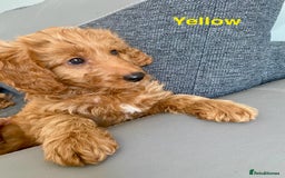 Cockapoo dogs for sale: Beautiful cockpoo boys for sale!! - Image 8