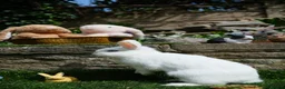 Netherland Dwarf rabbits for sale: Friendly Netherland Dwarf Rabbits with Large Hutch - Advert 3