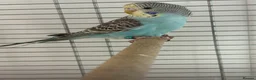 Budgerigars birds for sale: colour budgerigar babies - Advert 4