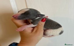 Whippet dogs for sale: Lovely petite Whippets - Image 12