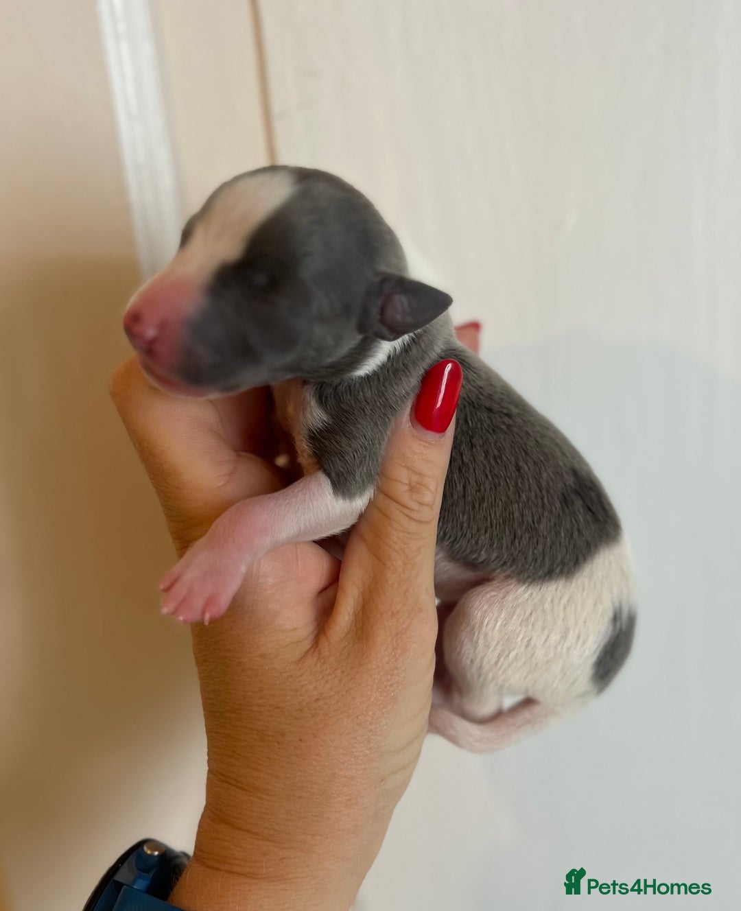 Whippet dogs for sale: Lovely petite Whippets - Image 12