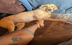 Labradoodle dogs for sale: Meet Eugene the Labra-dude - Image 12
