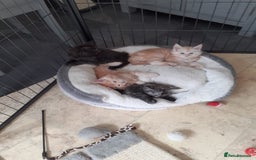 Maine Coon cats for sale: Maine Coon Kittens for sale - Image 12
