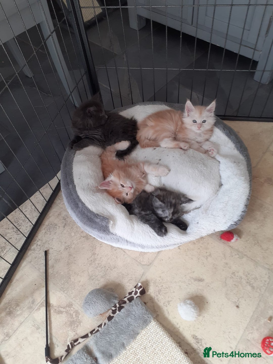 Maine Coon cats for sale: Maine Coon Kittens for sale - Image 12