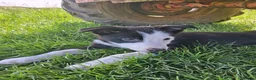 Border Collie dogs for sale: Border Collie pups for sale - Advert 12