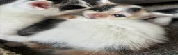 Mixed Breed cats for sale: Kittens for sale  - Advert 1