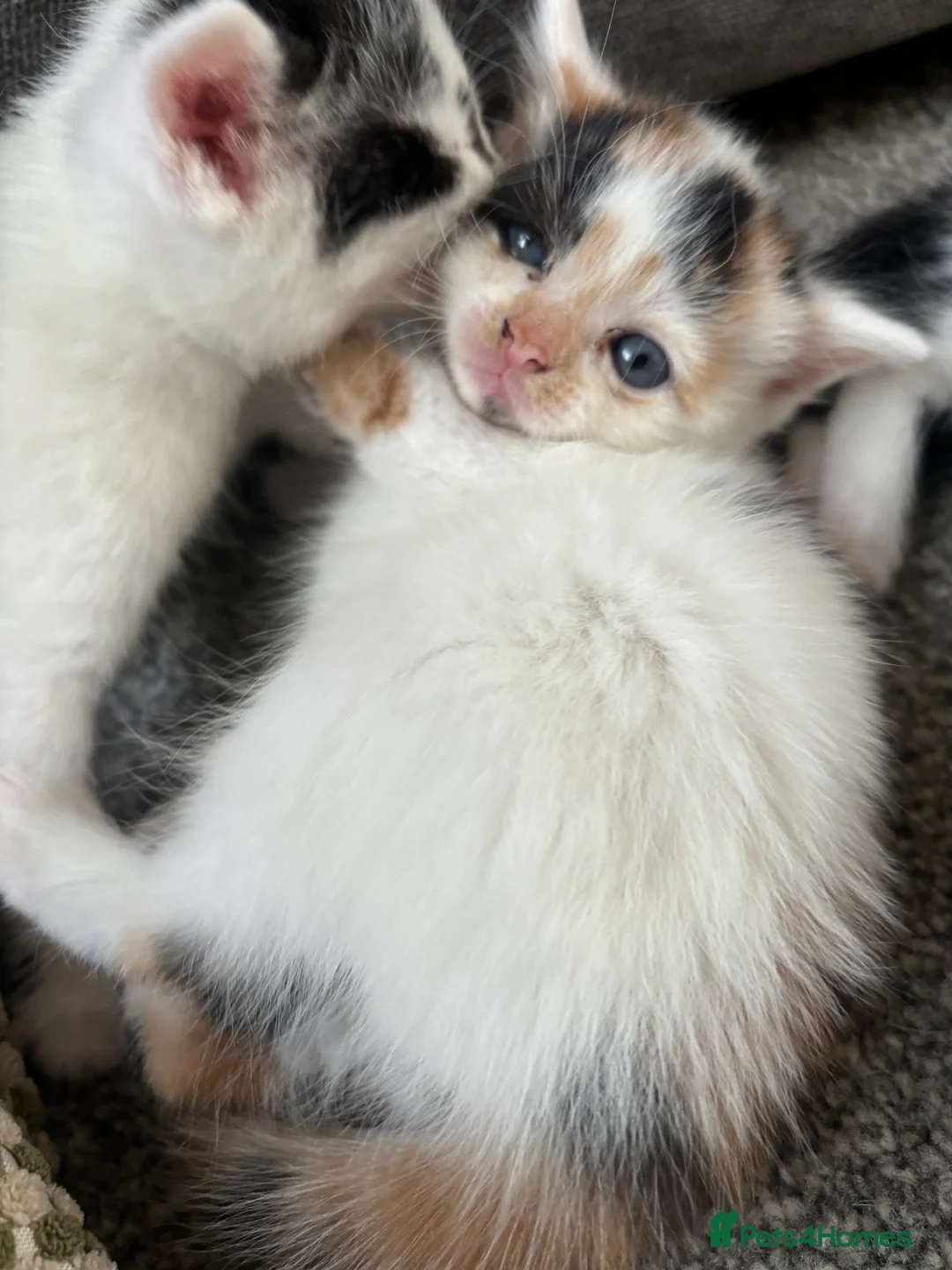 Mixed Breed cats for sale: Kittens for sale  - Advert 1