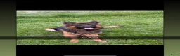 Mixed Breed dogs for sale: German Shepherd x Belgian Shepherd Puppies - Advert 6