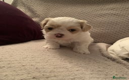 Malshi dogs for sale: Malshi puppies - Image 12