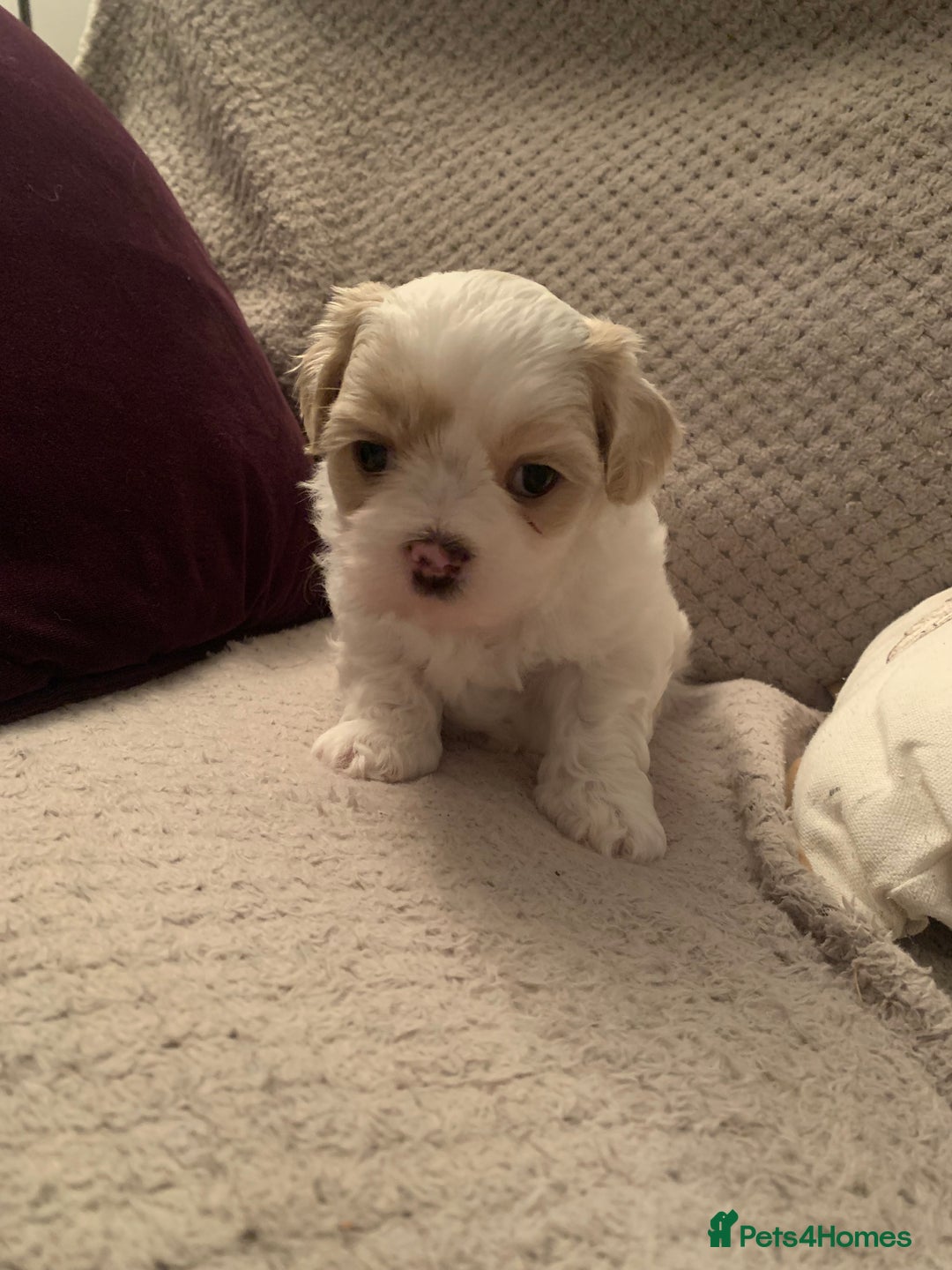 Malshi dogs for sale: Malshi puppies - Image 12