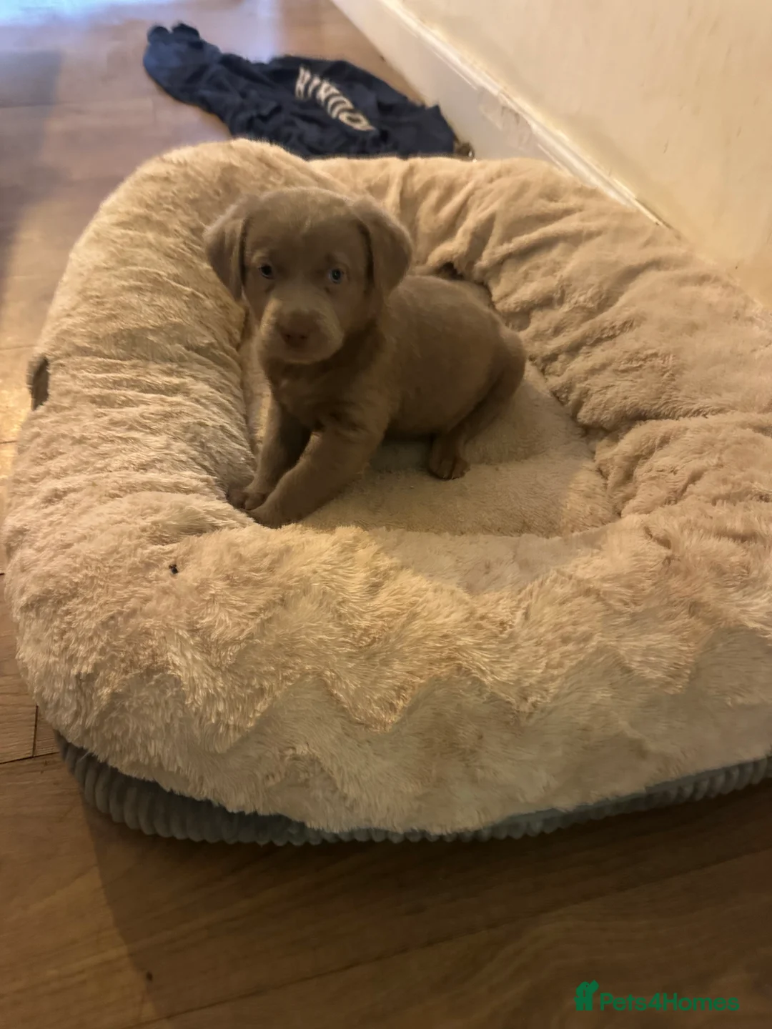Labrador Retriever dogs for sale: 🔥 KC LABRADOR PUPPIES SILVER CHOCOLATE AND BLACK - Advert 9