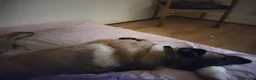 Belgian Shepherd Dog dogs for sale: Beautiful Belgium Malinois  in London - Advert 7