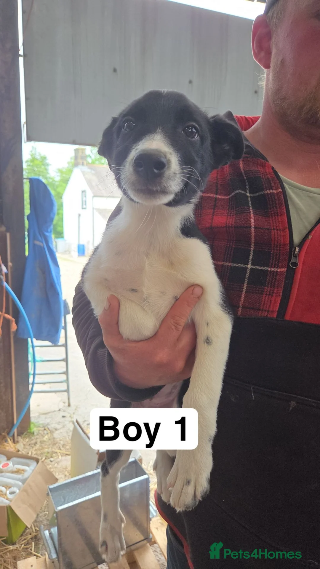 Border Collie dogs for sale: Collie Pups in Moffat - Advert 2