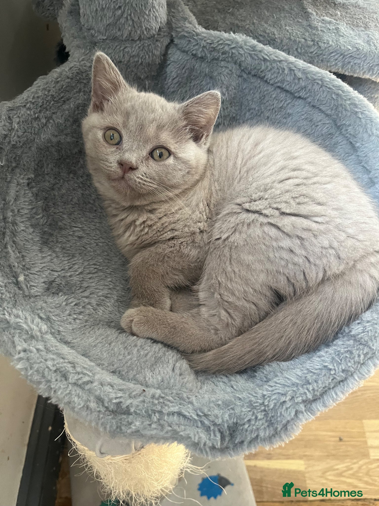 British Shorthair cats 2 lilac BSH Boys READY THIS WEEK - Advert 2